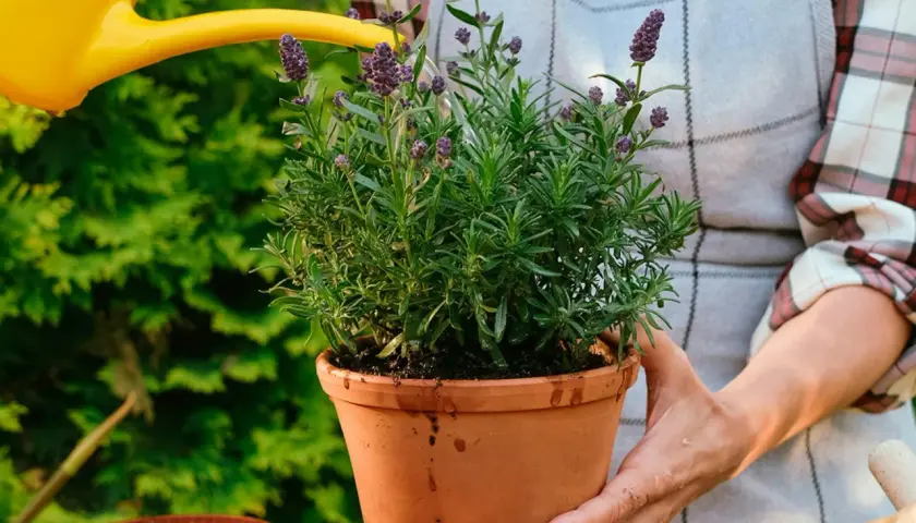 En person vattnar en frodig lavendel i kruka. Doften av lavendel sprider sig i trädgården.
