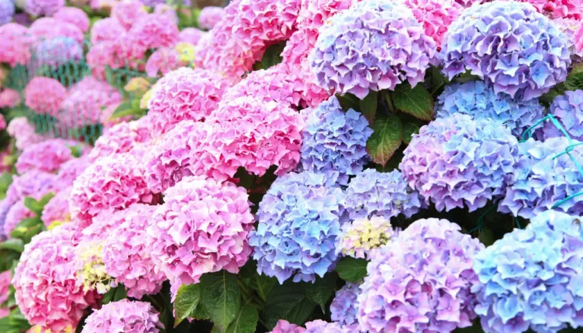 En tät samling av rosa och lila hortensior. Vissa sorter av hortensia är giftiga, så var försiktig med dessa vackra blommor.