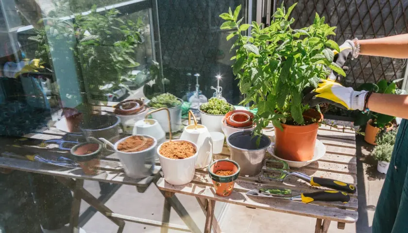 En person med gula handskar planterar en grön växt i en kruka. Bordet är fullt av krukor, jord och trädgårdsredskap.