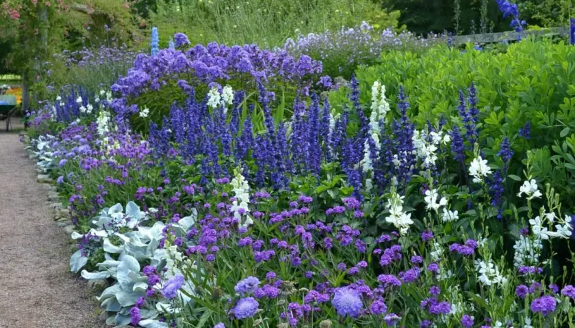 En lummig rabatt med en rik blandning av blå blommor, perenner som salvia och lavendel, kantad av en grusgång.