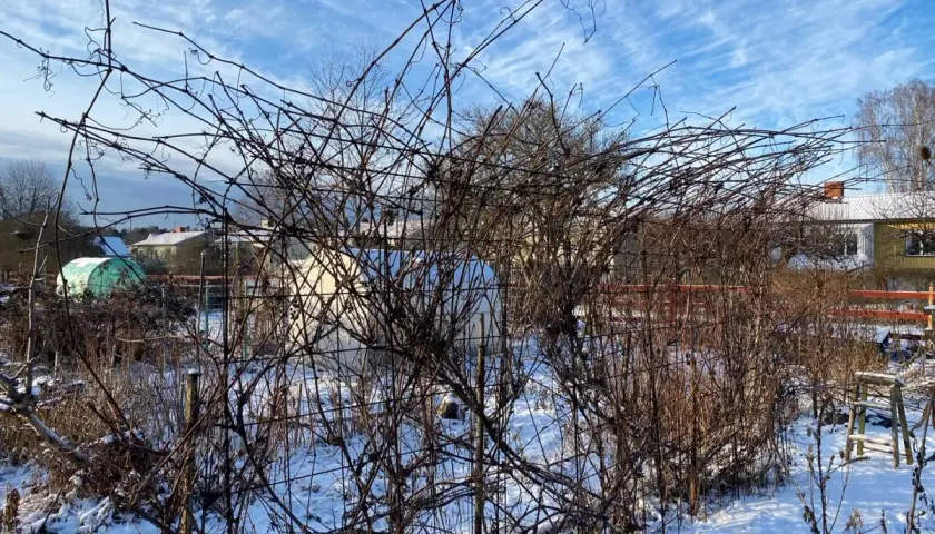Vinterträdgård med snö. Vindruvorna tål vindruvor frost och väntar på våren.
