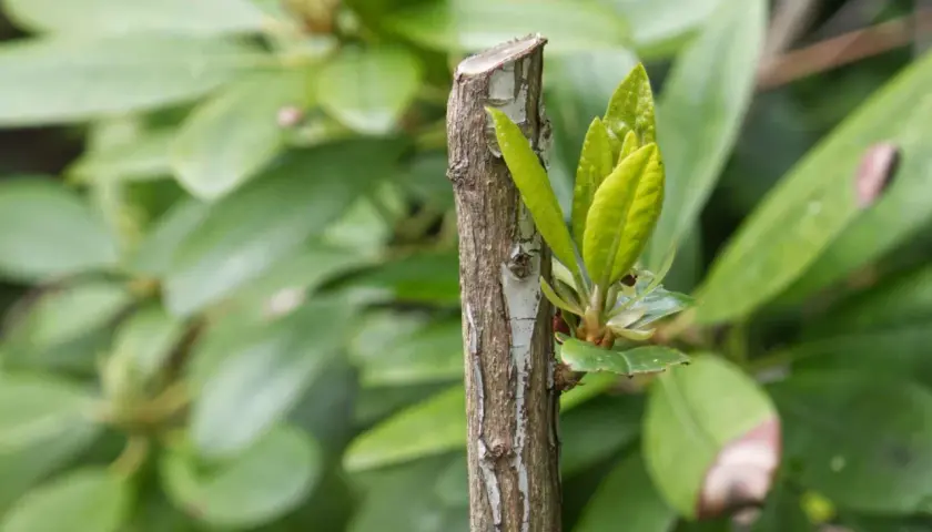 Ny tillväxt spirar från en klippt rhododendronstam.