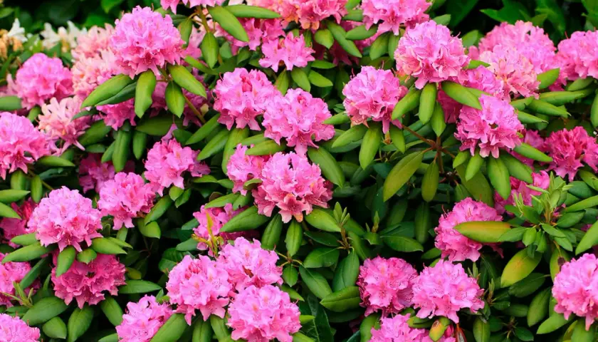 En frodig buske med rosa blommor, perfekt för att plantera rhododendron i trädgården.