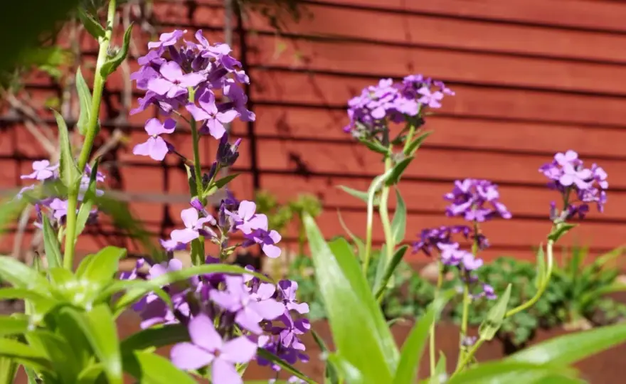 Lila blommor i din trädgård - Så lyckas du med rabatten!