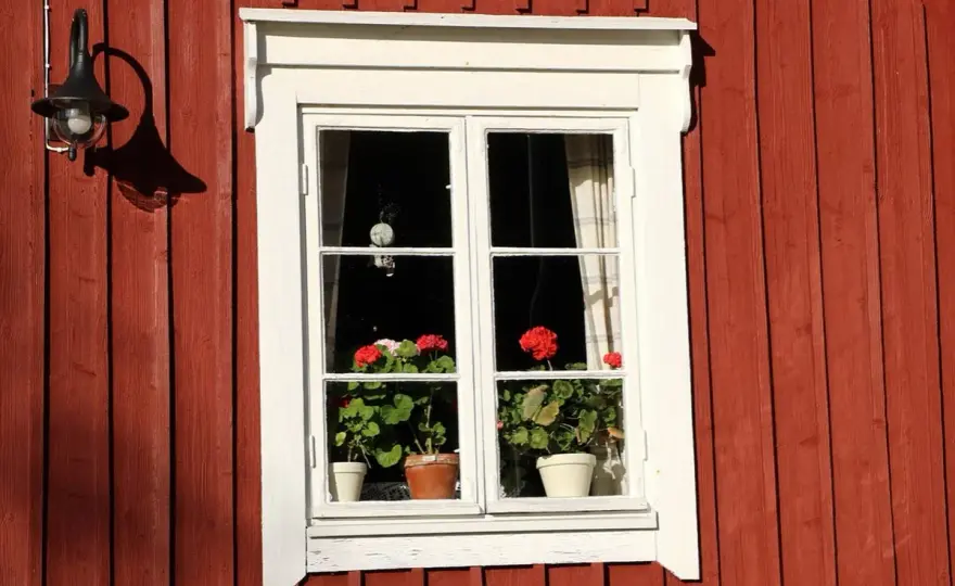 Pelargoner & kyla - Så överlever de vintern!