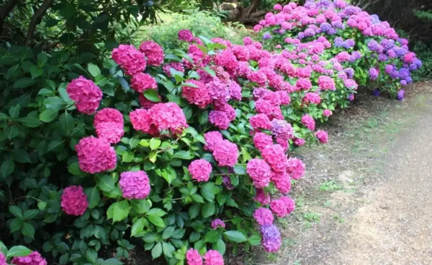 Blommor för skugga utomhus - Skapa en frodig skuggig rabatt