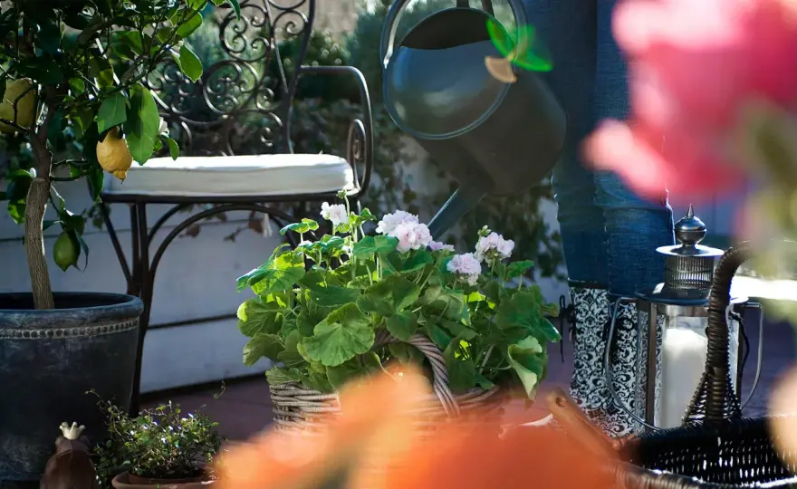 Välj rätt blommor - Så lyckas du i trädgård och hem