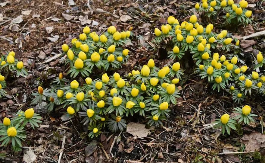 Vårblommor - Välj rätt och få längre blomning i Sverige
