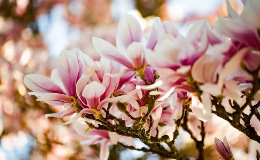 Beskära magnolia - Få mer blomning & undvik misstagen