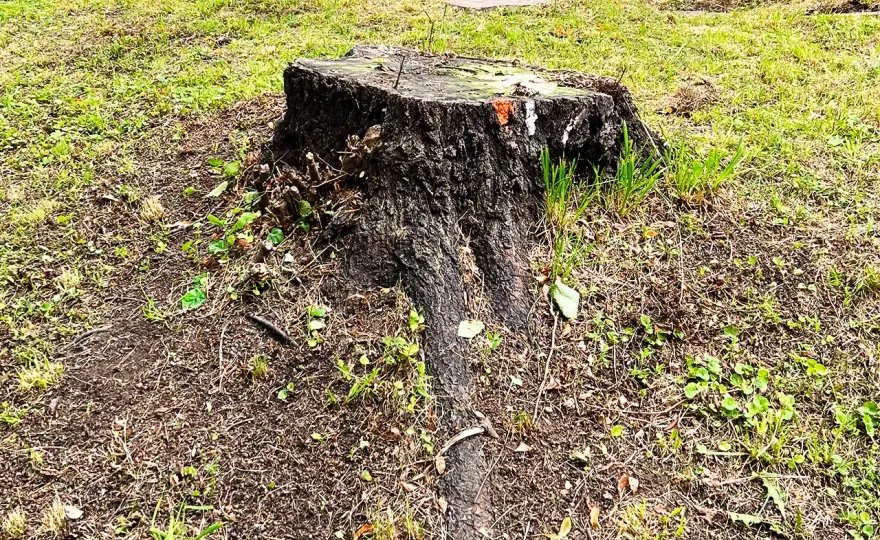 Bort med stubben? Välj rätt metod för din trädgård!