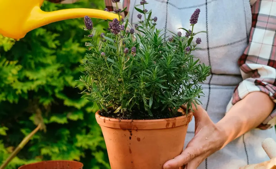 Lavendel i kruka - så lyckas du året runt
