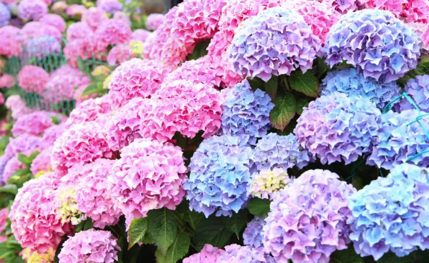 Är hortensia giftig? Så skyddar du barn och djur i trädgården
