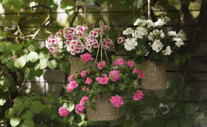 Sommarblommor ute - Så lyckas du hela säsongen!
