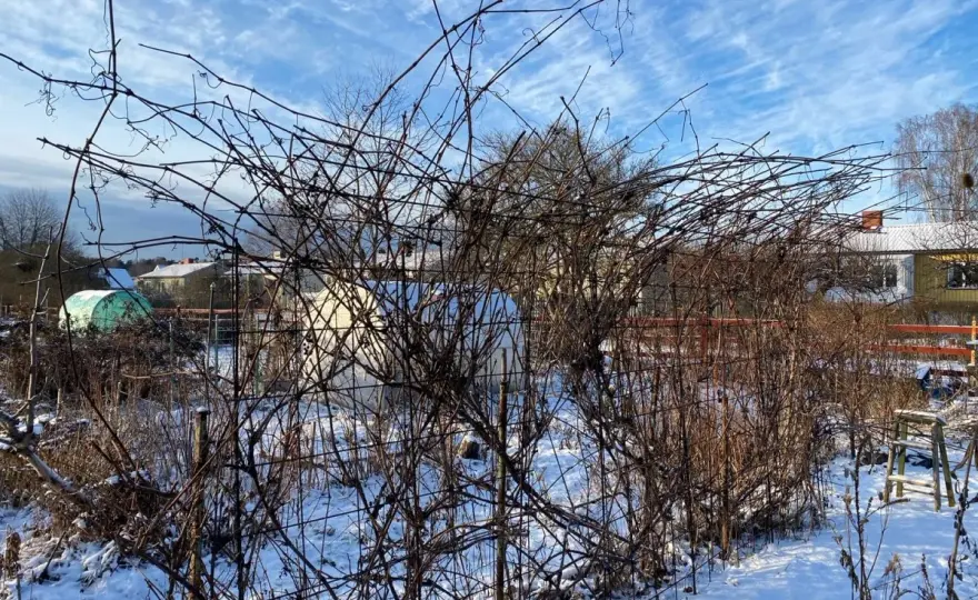 Vindruvor och frost - Så skyddar du din vinranka bäst