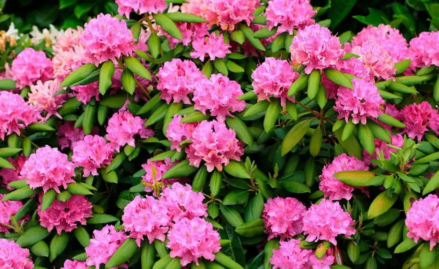 Plantera rhododendron - Så lyckas du (steg för steg)