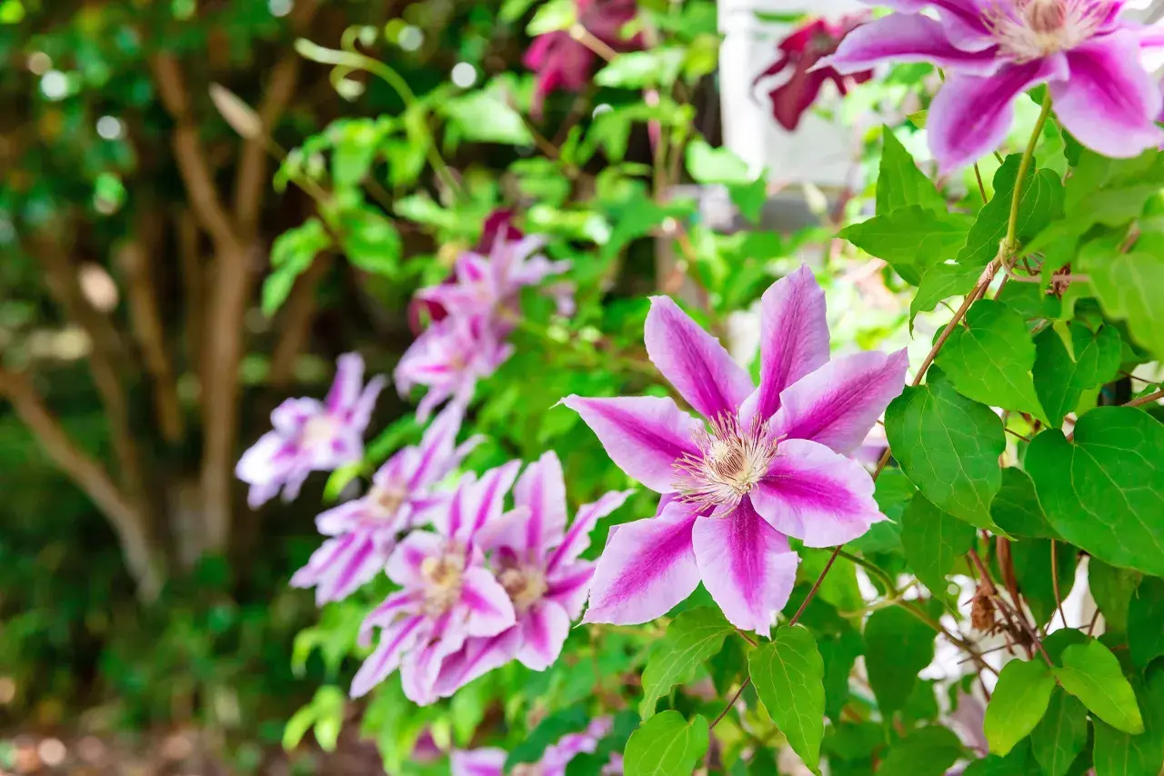 Vackra klematis sorter med lila och vita blommor klättrar i en trädgård.