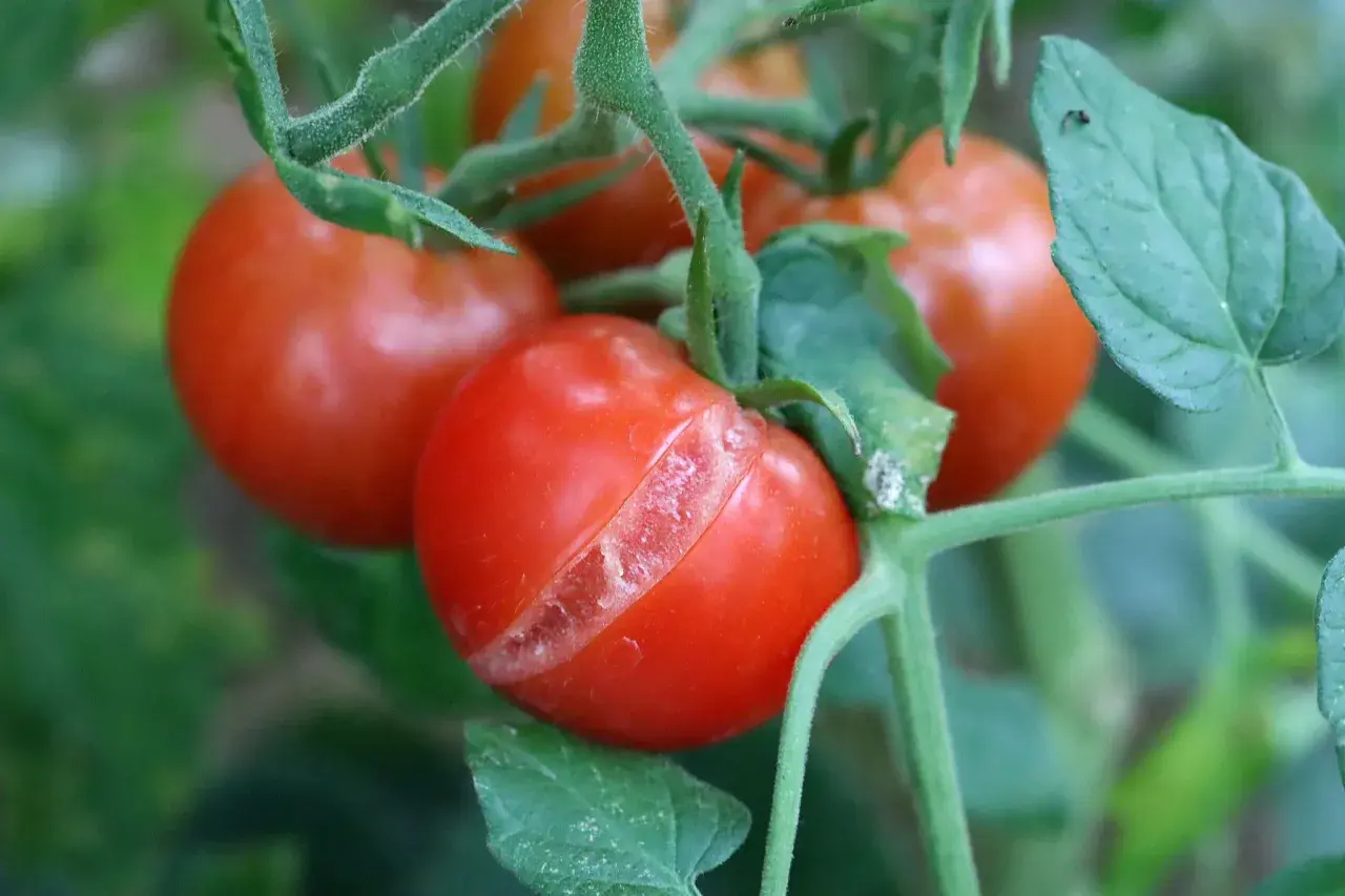 En tomatplanta med flera röda, mogna tomater. En av tomaterna har en tydlig spricka, vilket visar spruckna tomater.