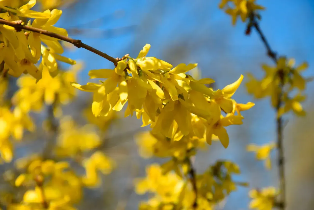 En gul buske blommar i solljus, med en klarblå himmel som bakgrund.