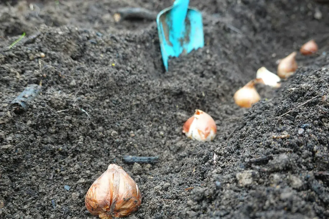 Lökarna ligger redo att planteras påskliljor i den mörka jorden. En blå spade syns i bakgrunden.