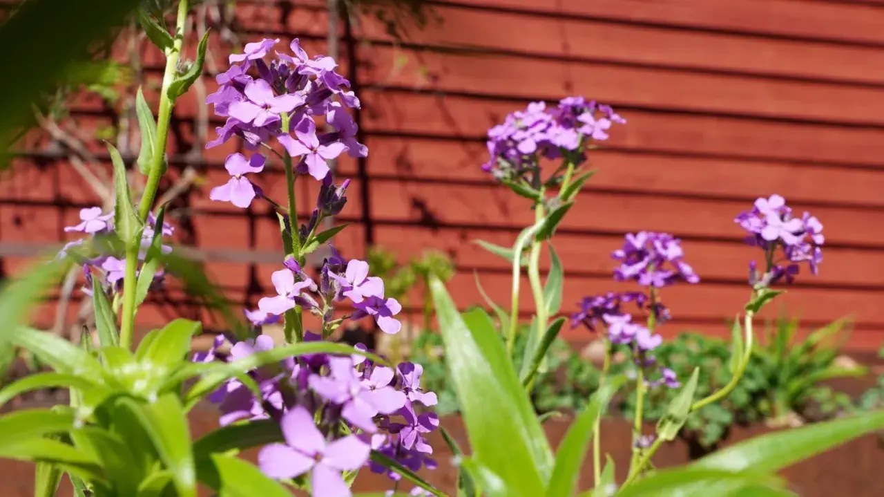 Lila blommor i solljus mot en röd trävägg. En somrig trädgård med lila blommor som sträcker sig mot himlen.