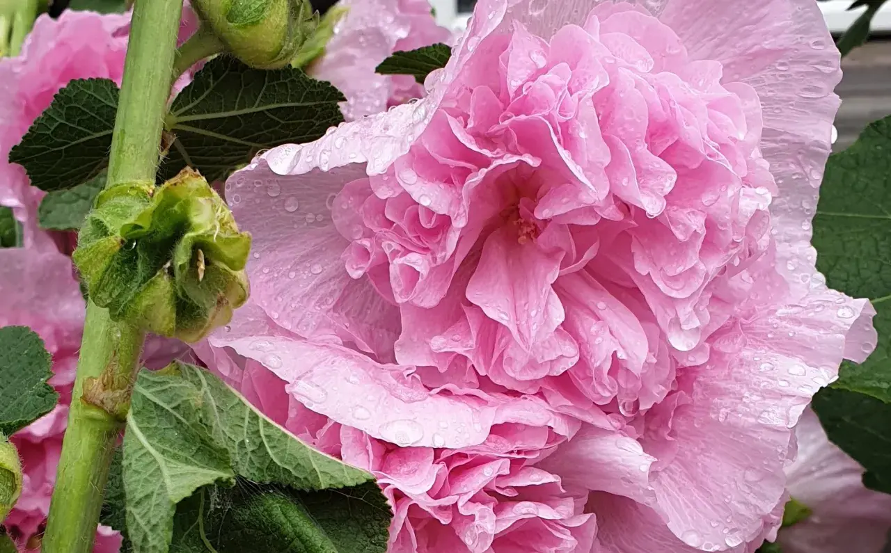 Små plantor i en såbricka, en med ett stort, flikigt blad. Kanske blir det så stockrosor i sommar?