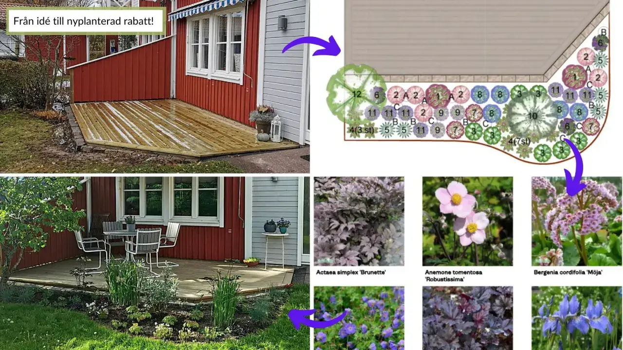 Idébild för en långsmal rabatt med olika växter. Visar planritning och exempel på blommor.