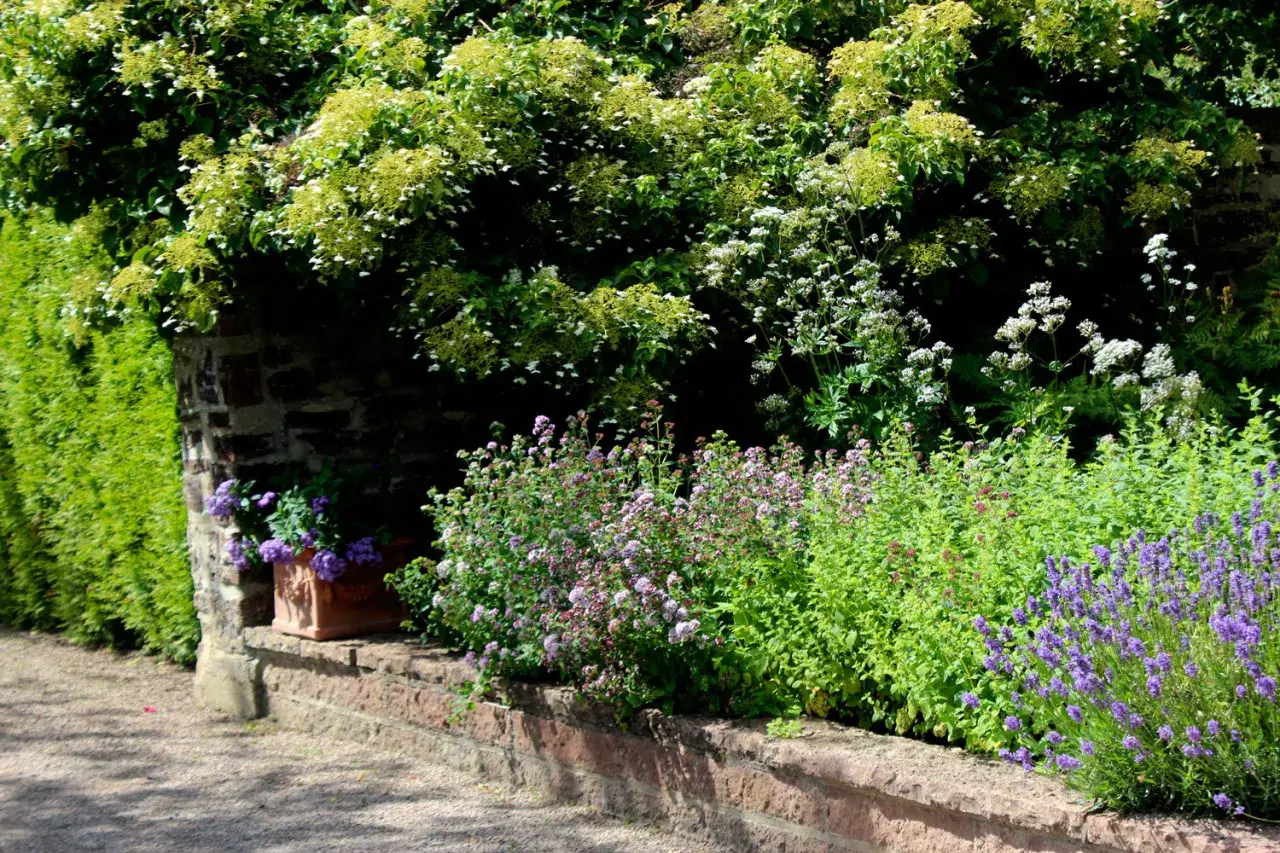 En lummig uteplats medelhavsstil med stenmur, lavendel och en terrakottakruka med blommor.