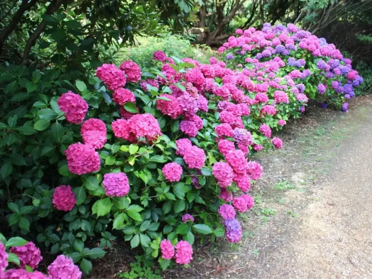 En lummig rabatt med rosa och lila hortensior, perfekta blommor som trivs i skugga utomhus.