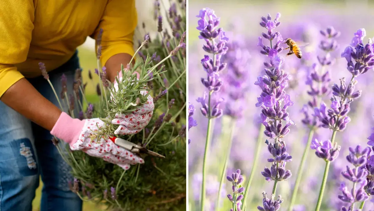 Händer i blomsterhandskor klipper lavendel. En bi flyger bland lila lavendelblommor.