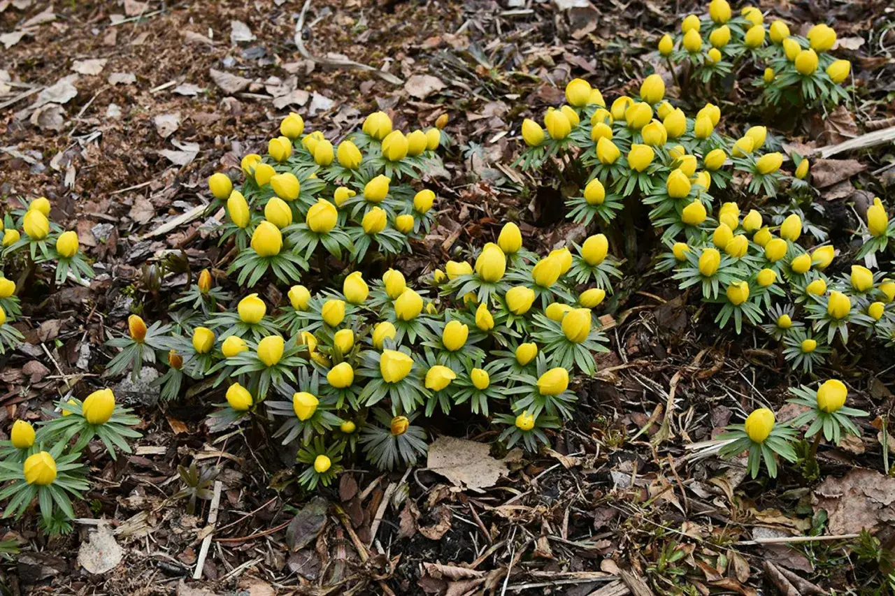 En grupp gula vårblommor, som en lista över tidiga vårtecken, spirar upp ur marken bland torra löv.