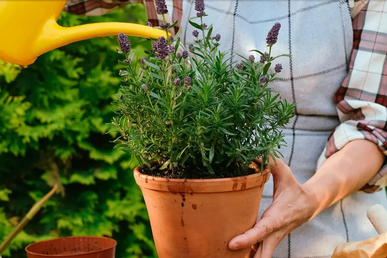 En person vattnar en frodig lavendel i kruka. Doften av lavendel sprider sig i trädgården.