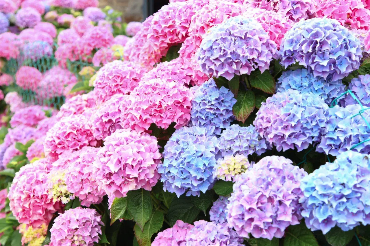 En tät samling av rosa och lila hortensior. Vissa sorter av hortensia är giftiga, så var försiktig med dessa vackra blommor.
