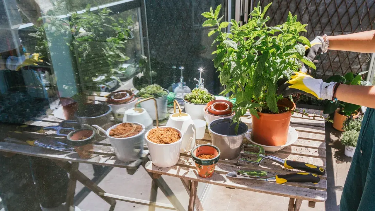 En person med gula handskar planterar en grön växt i en kruka. Bordet är fullt av krukor, jord och trädgårdsredskap.