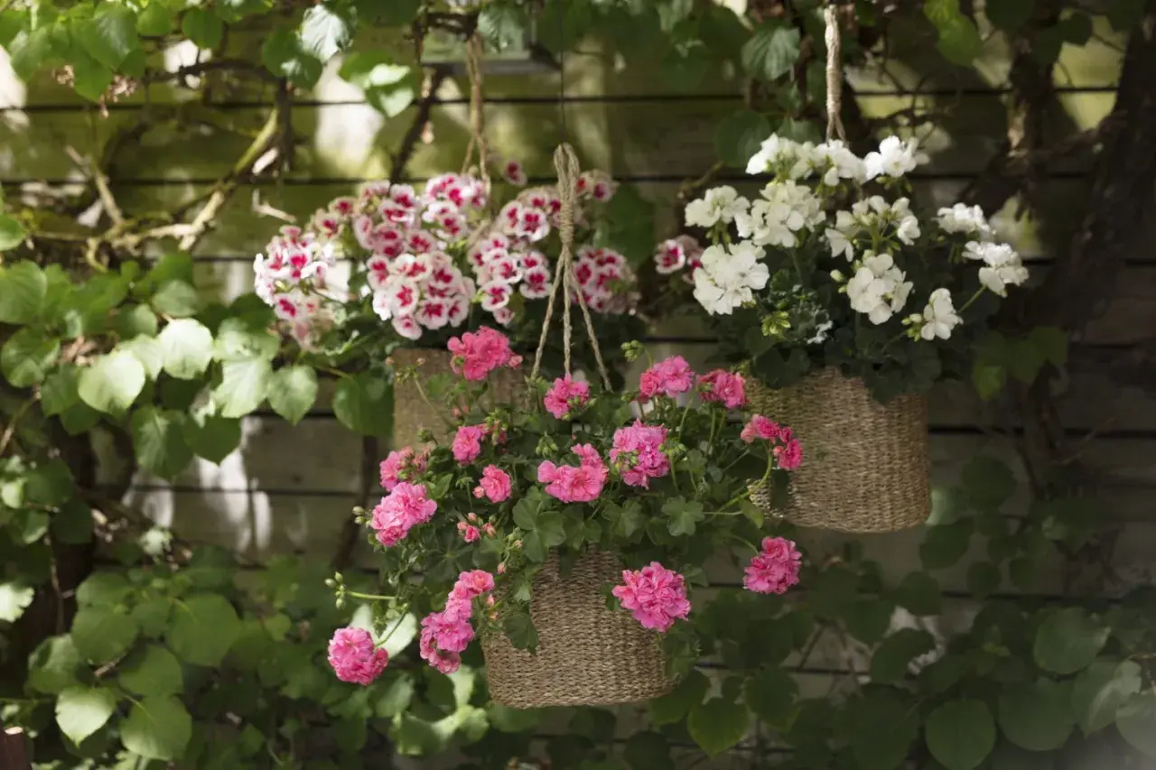 Hängande korgar med rosa och vit sommarblommor ute. En vacker syn som förgyller trädgården.