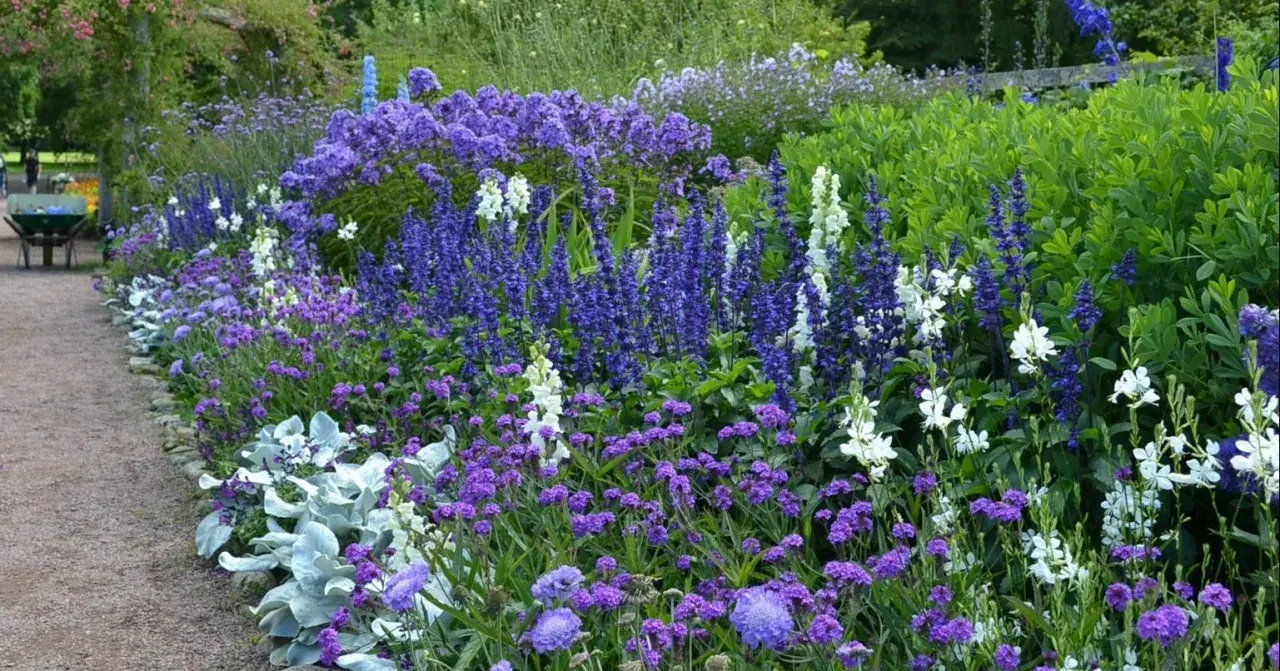 En lummig rabatt med en rik blandning av blå blommor, perenner som salvia och lavendel, kantad av en grusgång.