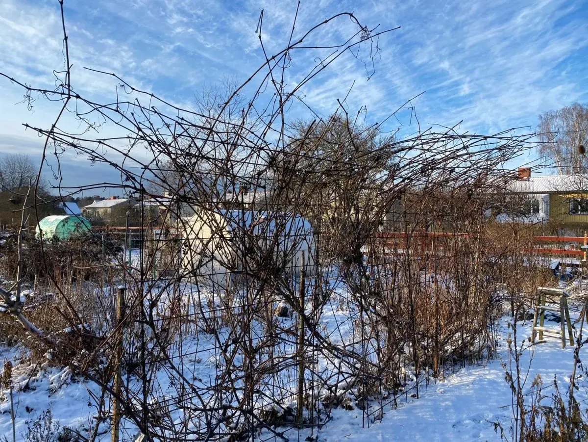 Vinterträdgård med snö. Vindruvorna tål vindruvor frost och väntar på våren.