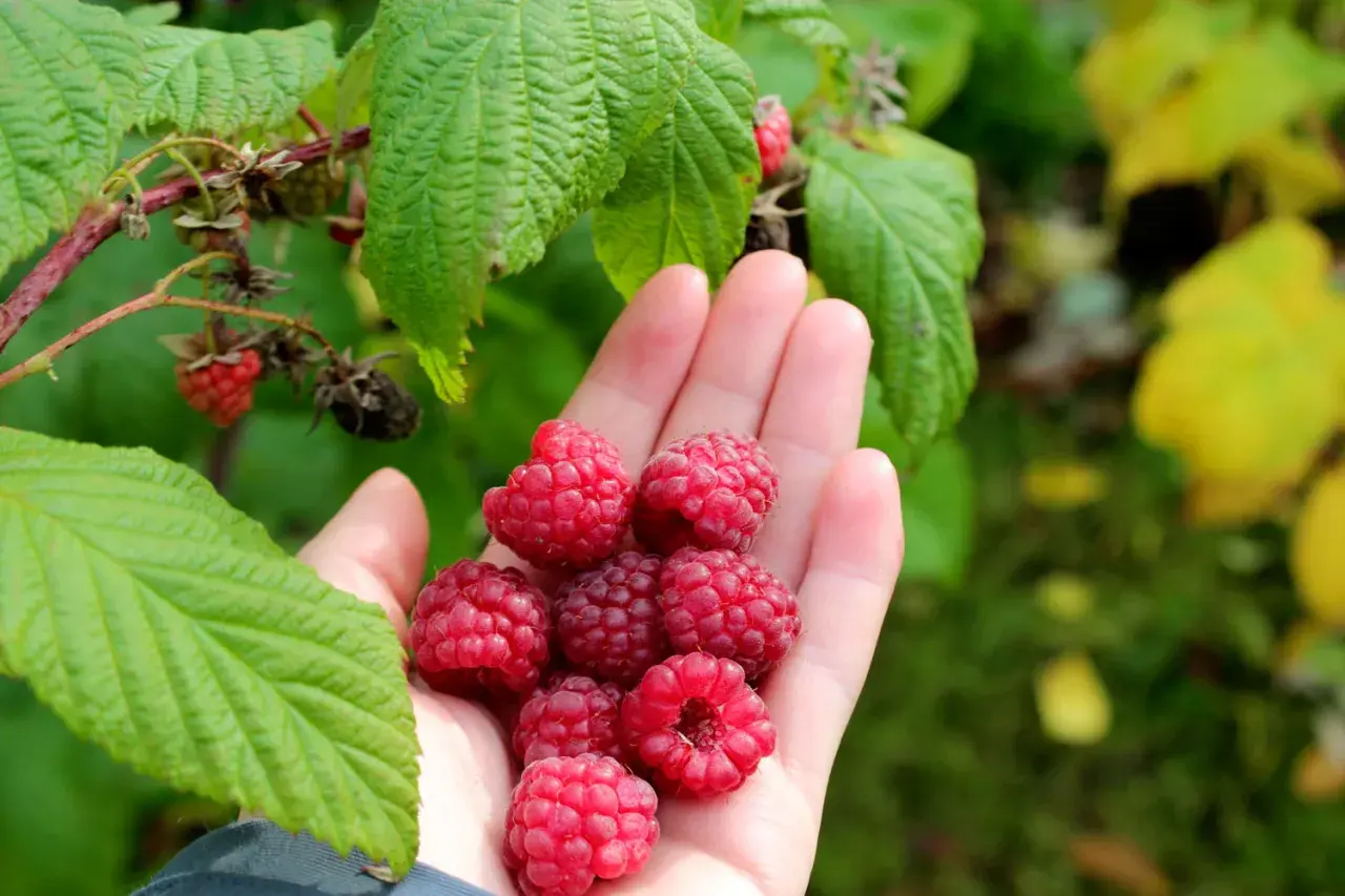 Handfull med nyplockade hallon, redo att plantera hallon i pallkrage för en riklig skörd.