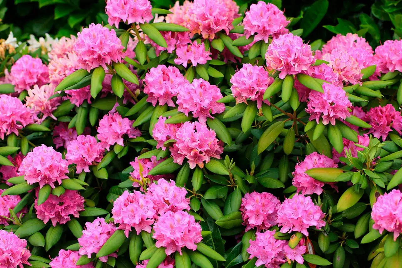 En frodig buske med rosa blommor, perfekt för att plantera rhododendron i trädgården.