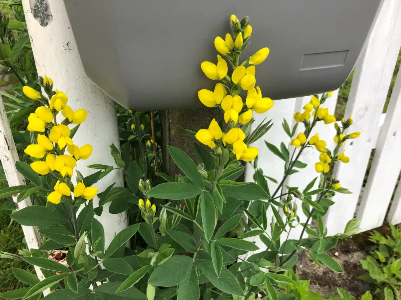 En gul buske med klara blommor växer vid ett vitt staket och en grå brevlåda.