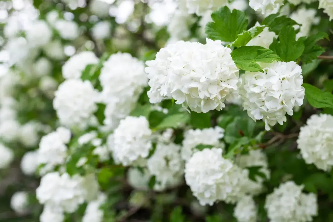 En buske med vita blommor, som snöbollar, i full blom. Gröna blad ger en fin kontrast.