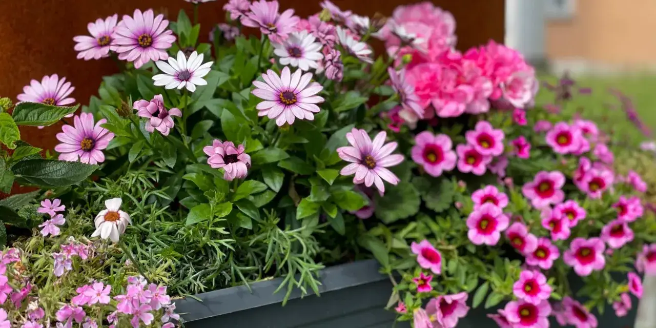 En blomstrande l&aring;da med sommarblommor ute. Rosa och vita margeriter blandas med sm&aring; rosa blommor och frodig gr&ouml;nska.