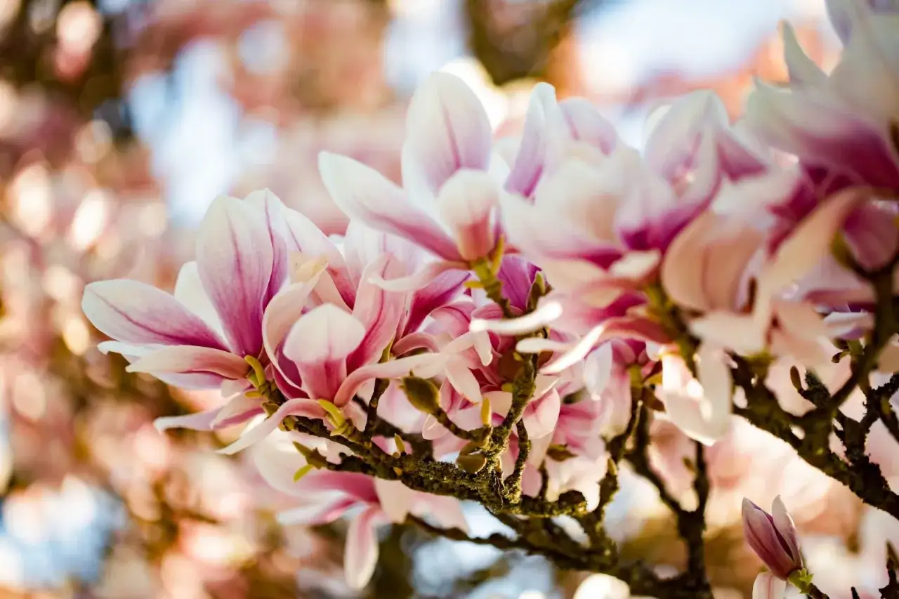 En gren med rosa och vita magnoliablommor i solljus. En vacker klippa av magnoliablommor som blommar ut.
