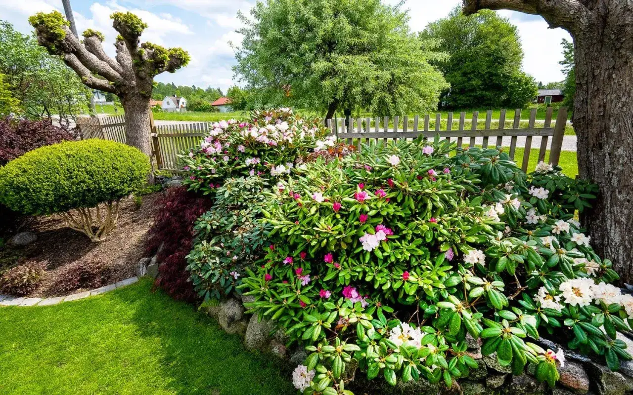 En vacker trädgård med olika blommor sorter, inklusive rosa och vita rhododendron, en formklippt buske och ett träd med knotiga grenar.
