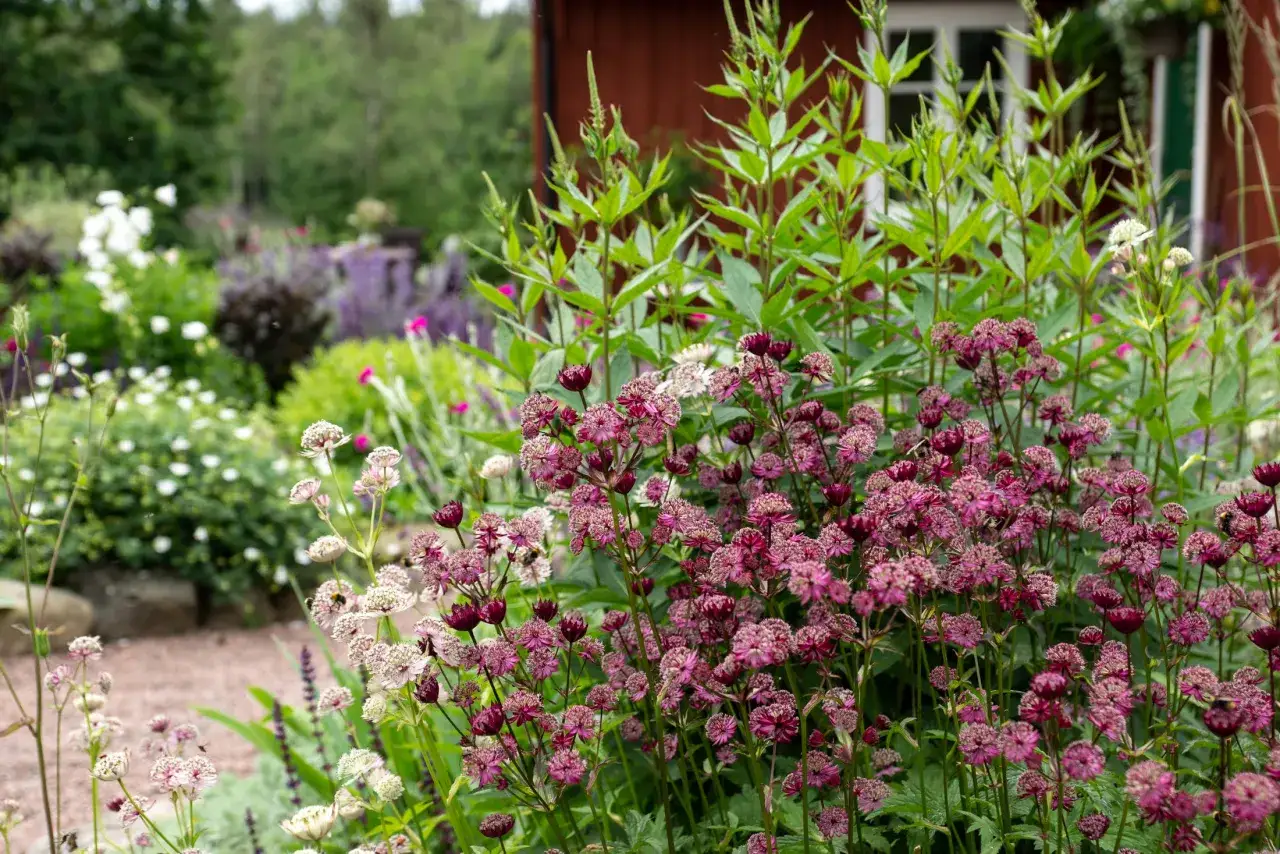 En rabatt med fina blommor i olika nyanser av lila och vitt. I bakgrunden skymtar ett rött hus.