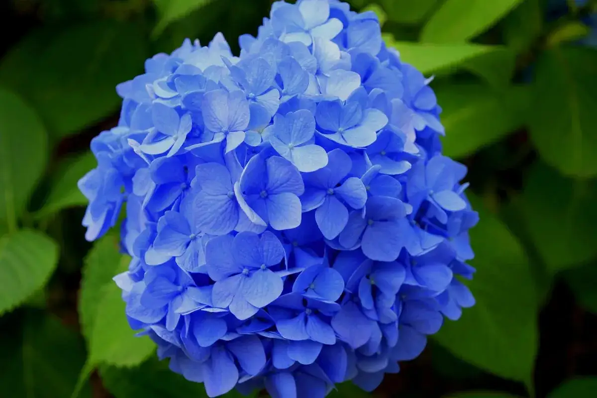 En vacker blå hortensia, visserligen vacker men hortensia giftig för husdjur.