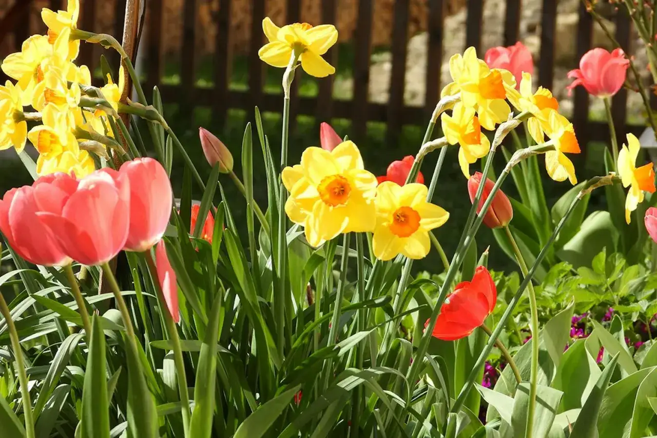 En vacker v&aring;rblommor lista med gula p&aring;skliljor och r&ouml;da tulpaner som blommar i solen.