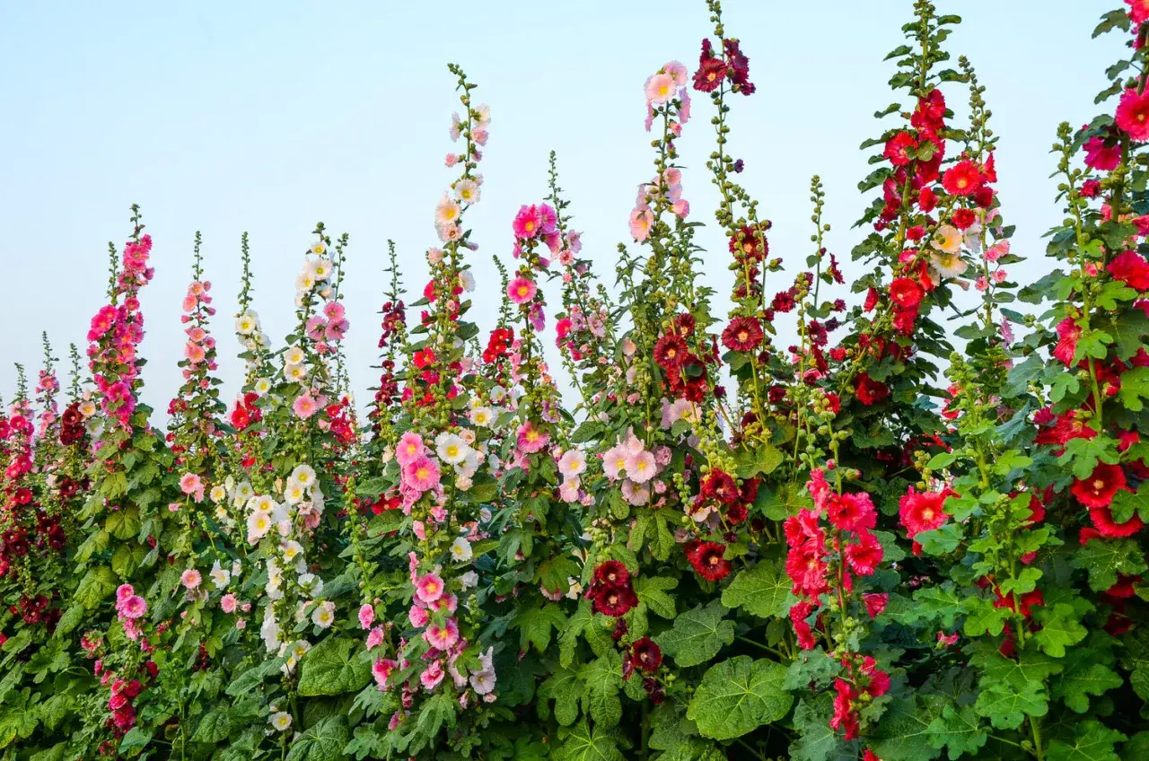 En rad med h&ouml;ga, f&auml;rgsprakande stockrosor i rosa, vita och r&ouml;da nyanser mot en ljusbl&aring; himmel.
