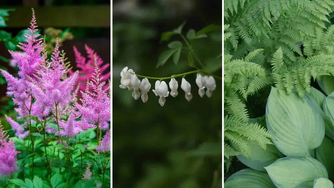 Rosa astilbe, vita l&ouml;jtnantshj&auml;rtan och gr&ouml;na ormbunkar &ndash; vackra blommor som trivs i skugga utomhus.