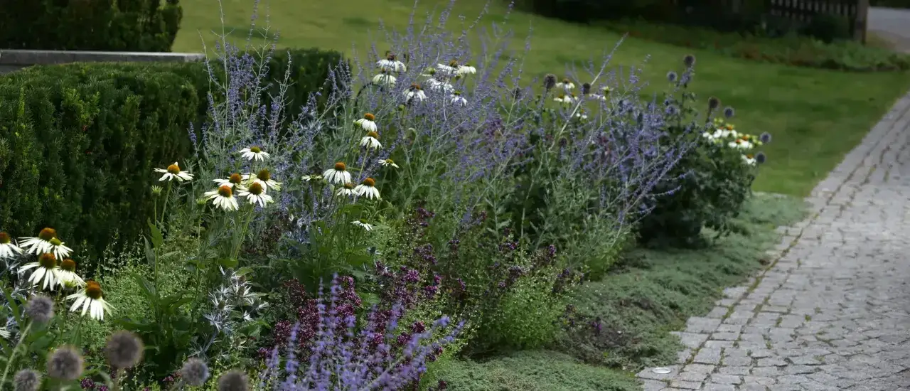 En vacker rabatt med vita echinaceablommor och lila lavendel. En perfekt plats att plantera hortensia i.
