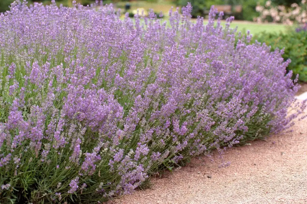 En tät rabatt med lila blommor som sträcker sig längs en grusgång. Doften av lavendel sprider sig i sommarvinden.